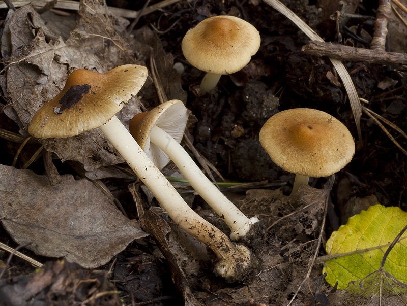 Inocybe mixtilis